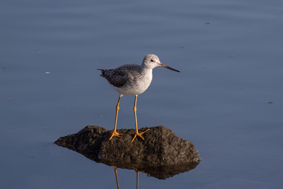 オオキアシシギ - ML647116162