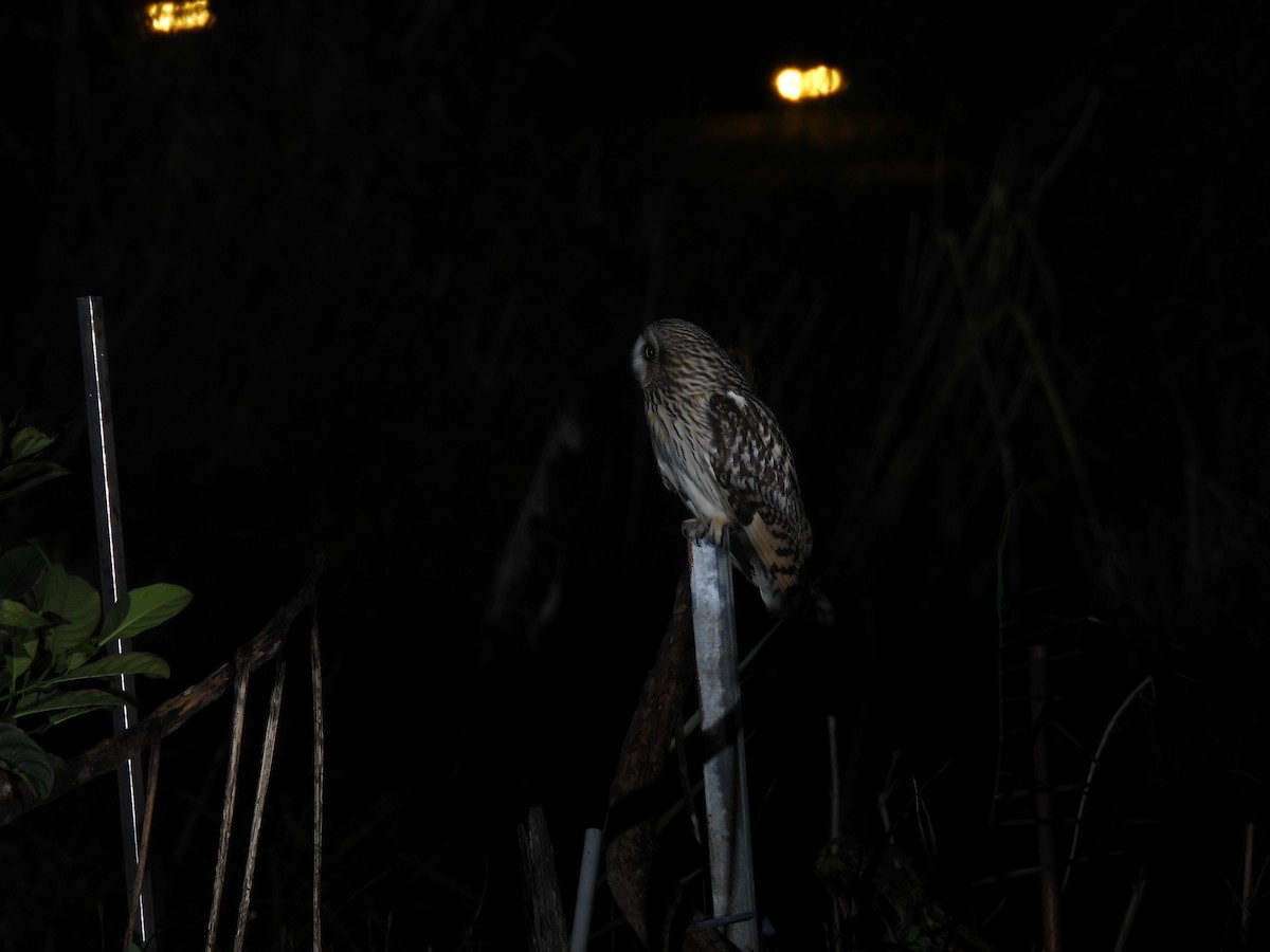 Zingira-hontza - ML647116164