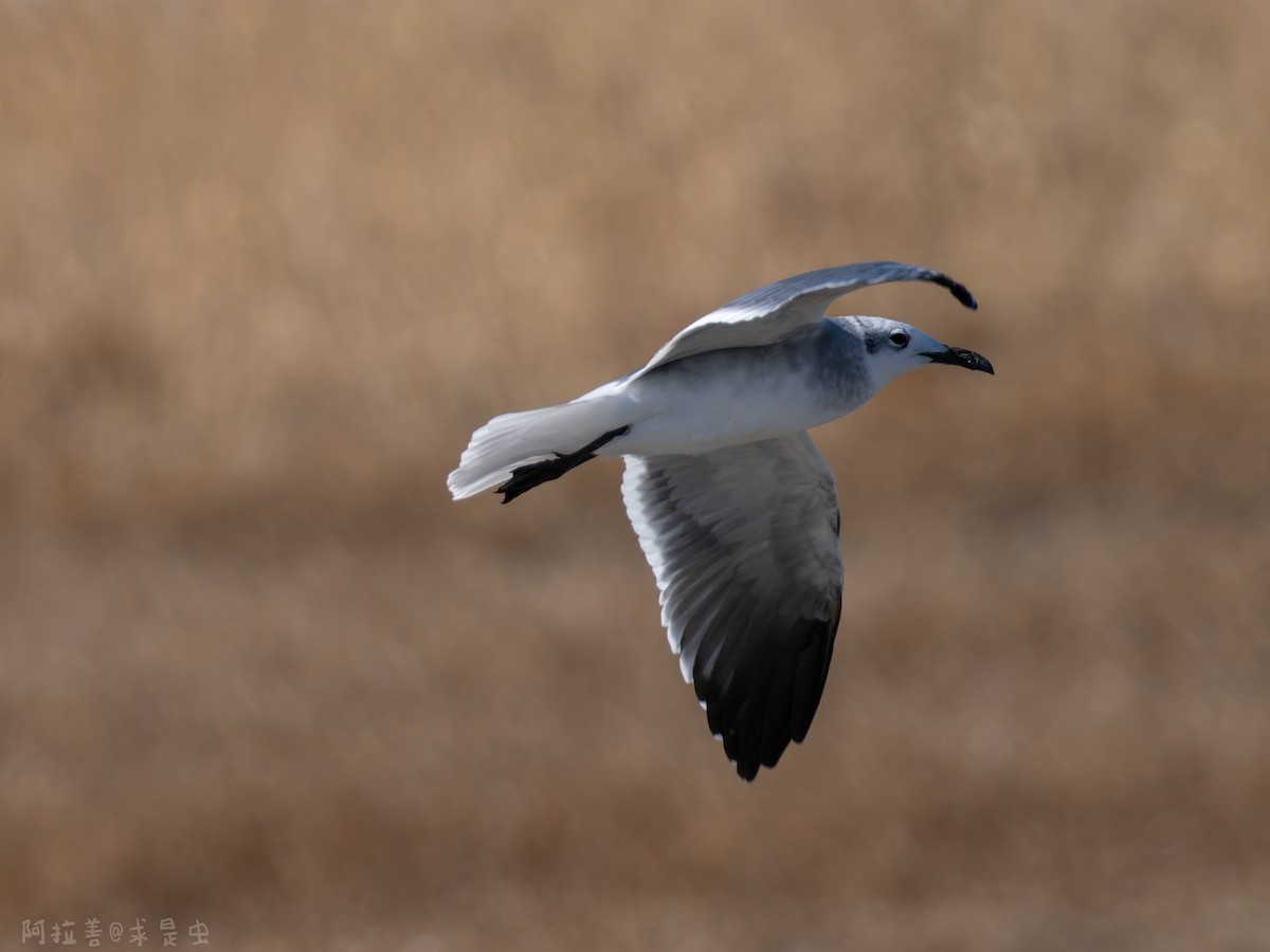 ワライカモメ - ML647116165