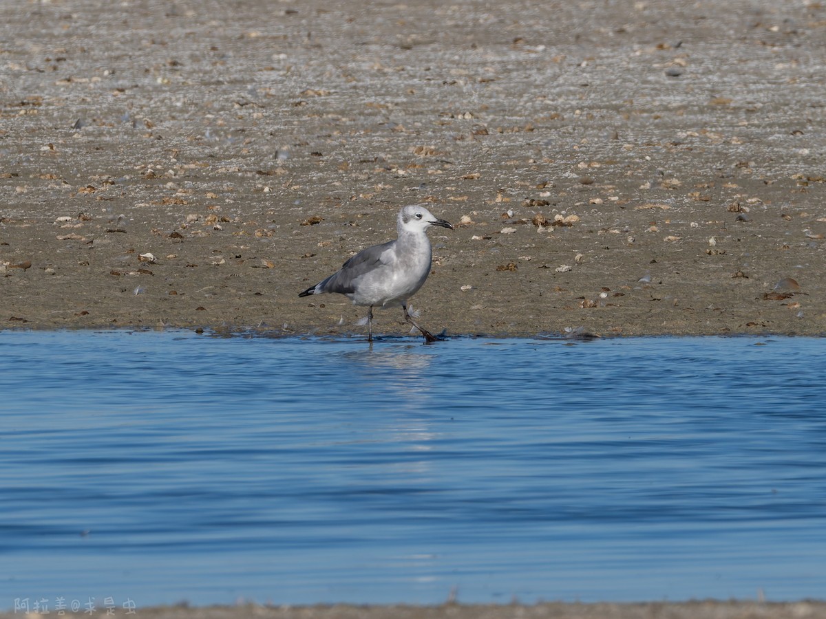 ワライカモメ - ML647116166