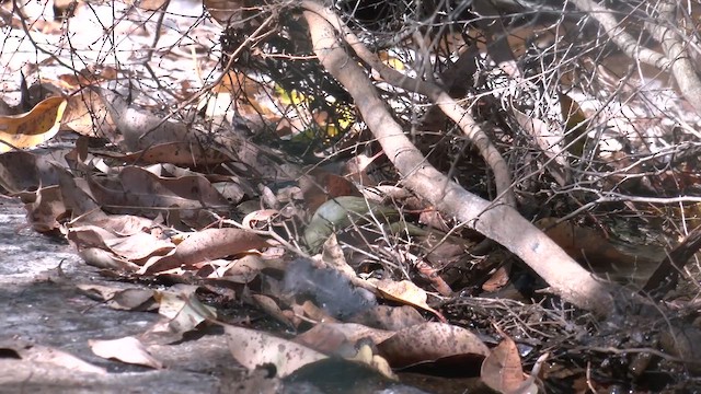 Окулярник сивоспинний - ML647116172