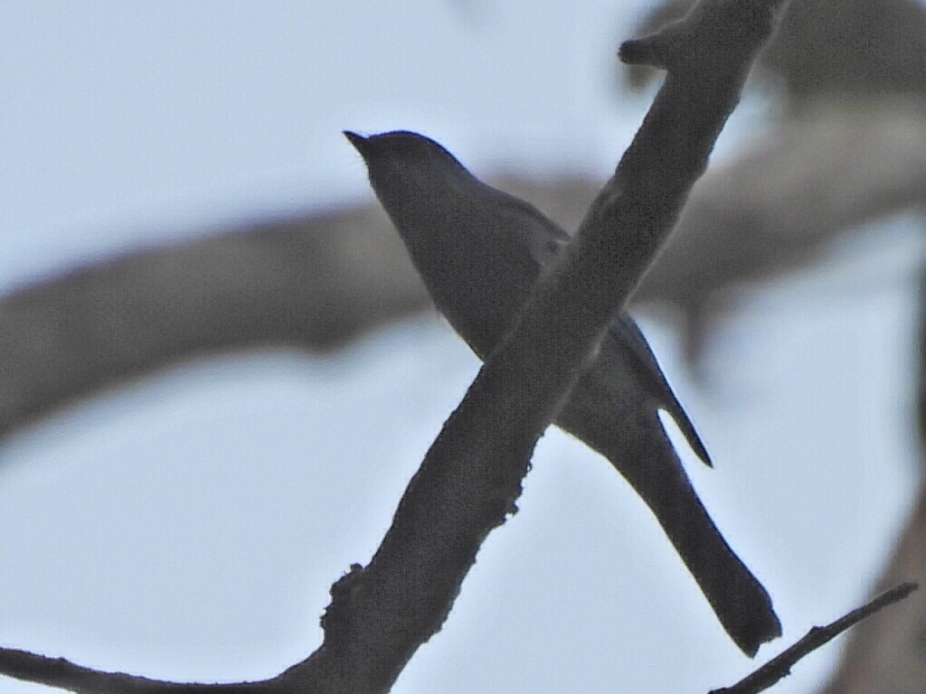 ヒタキサンショウクイ - ML647116175