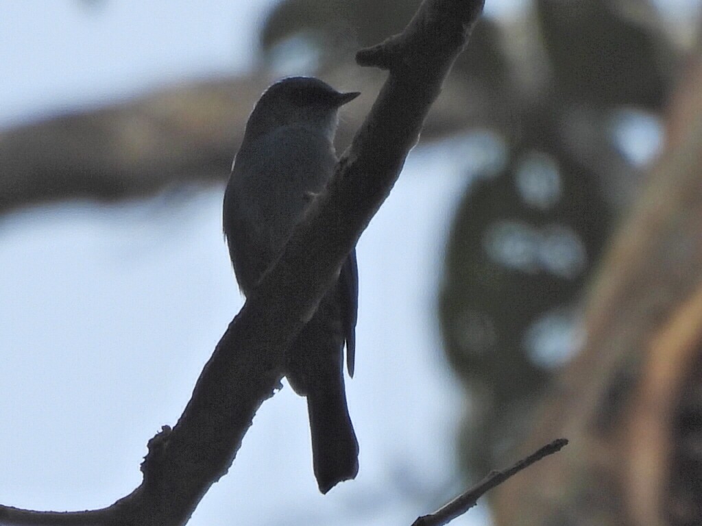 ヒタキサンショウクイ - ML647116176