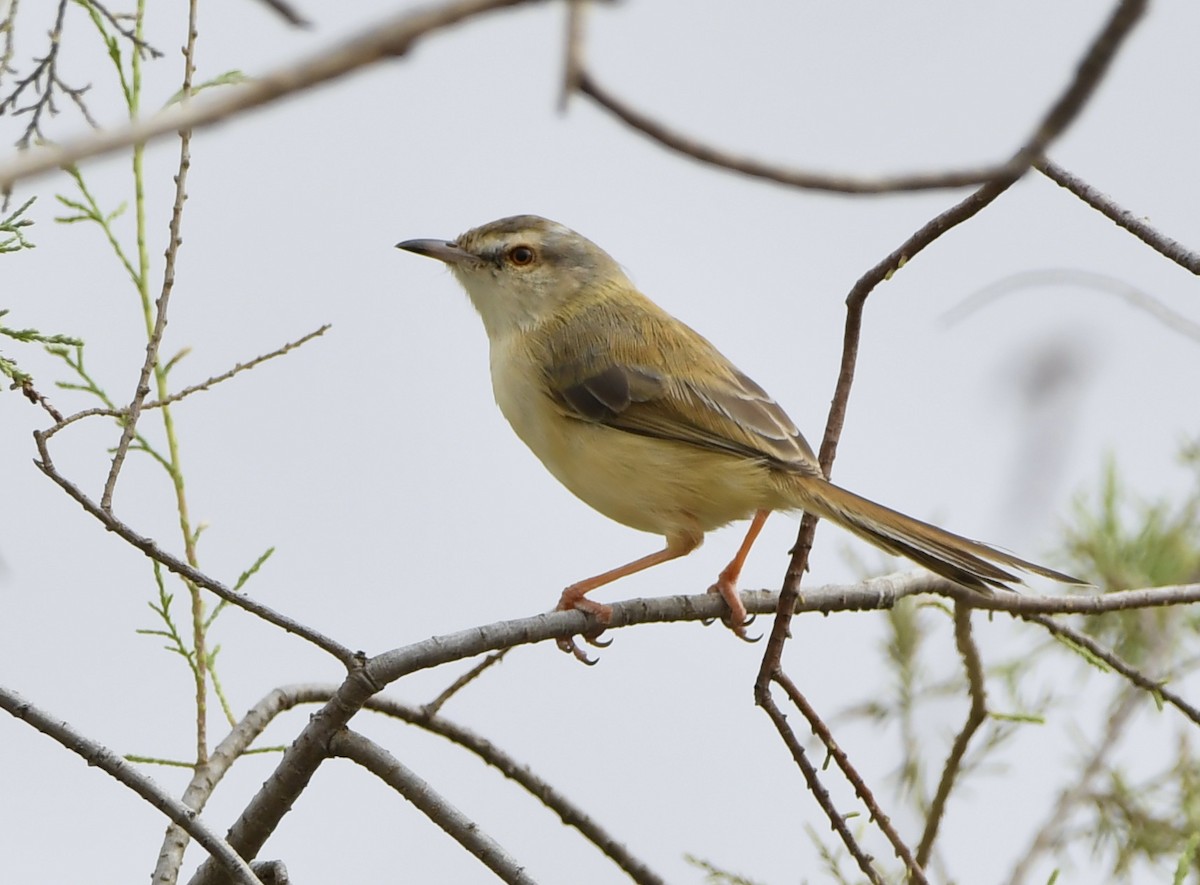 カワハウチワドリ - ML647116177