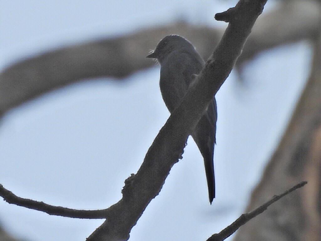 ヒタキサンショウクイ - ML647116178