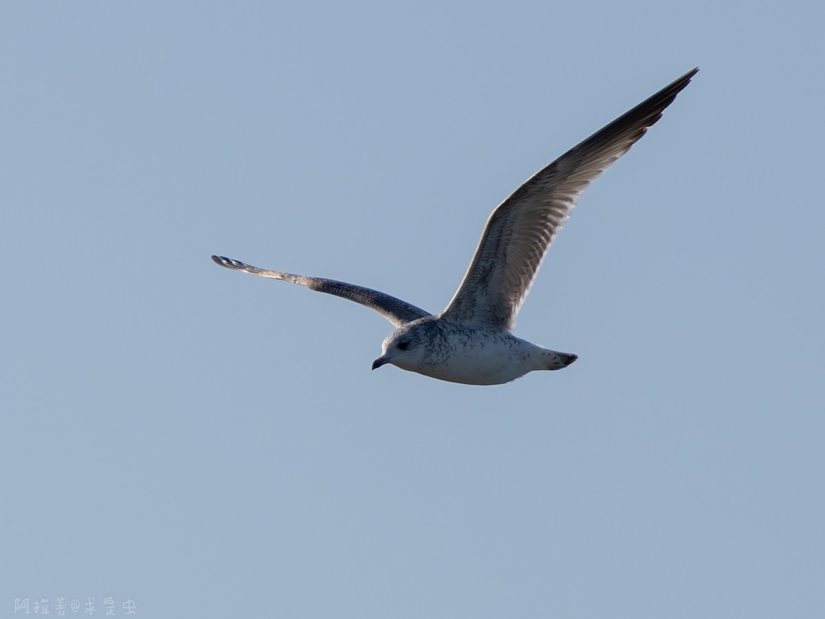 カモメ - ML647116179