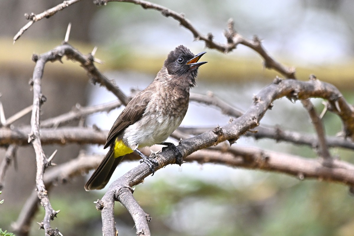 アフリカヒヨドリ - ML647116180