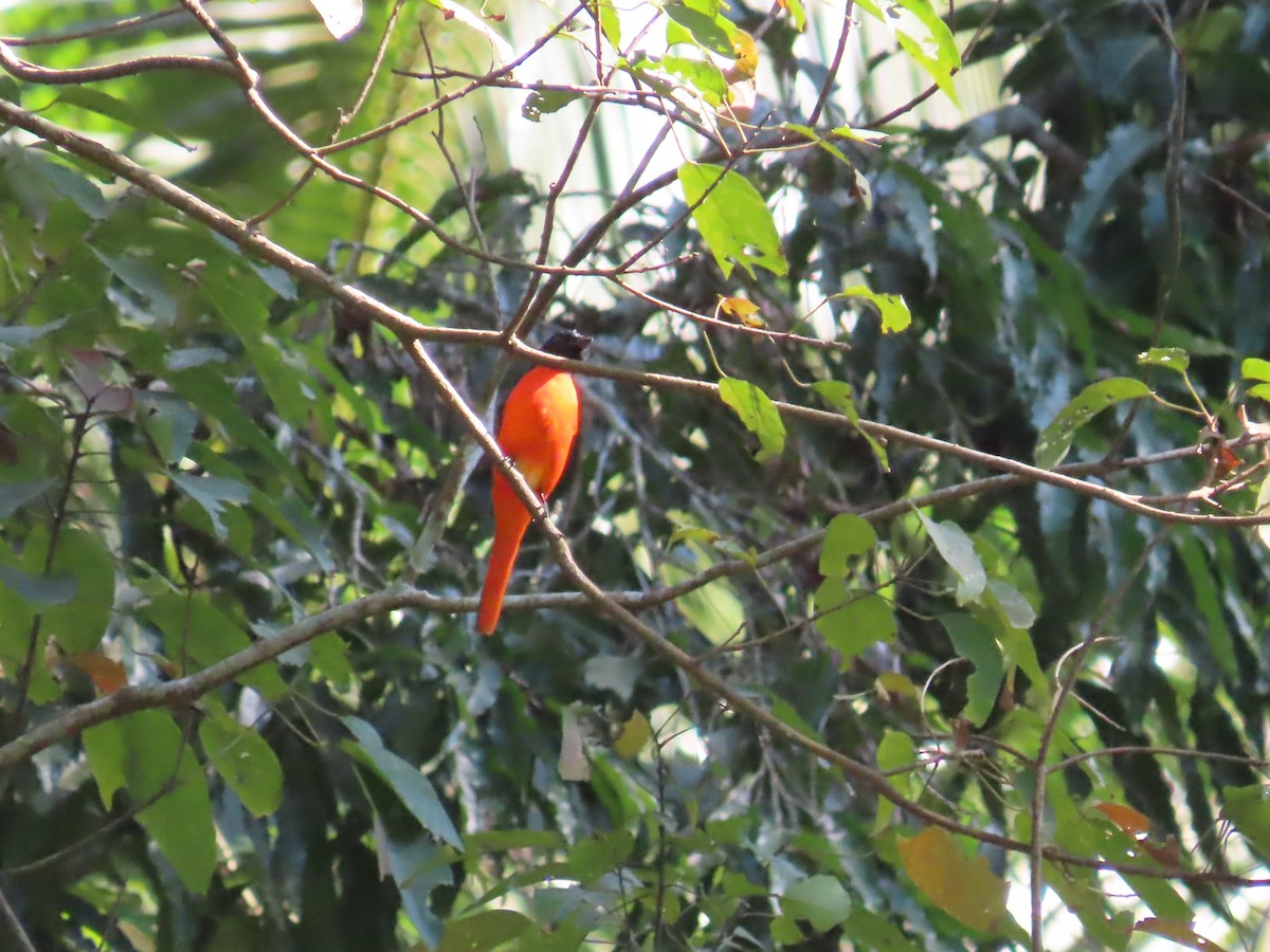 シュイロサンショウクイ - ML647116181