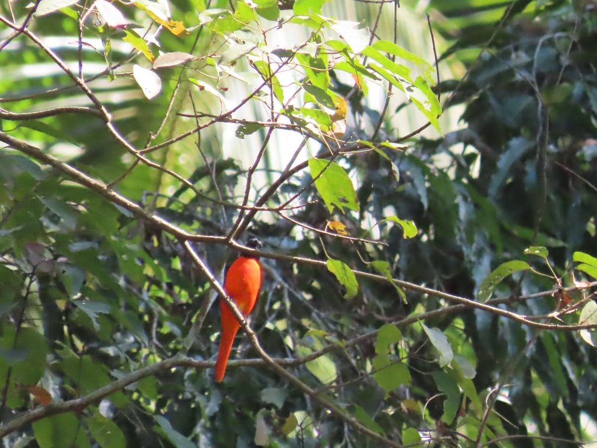 シュイロサンショウクイ - ML647116182