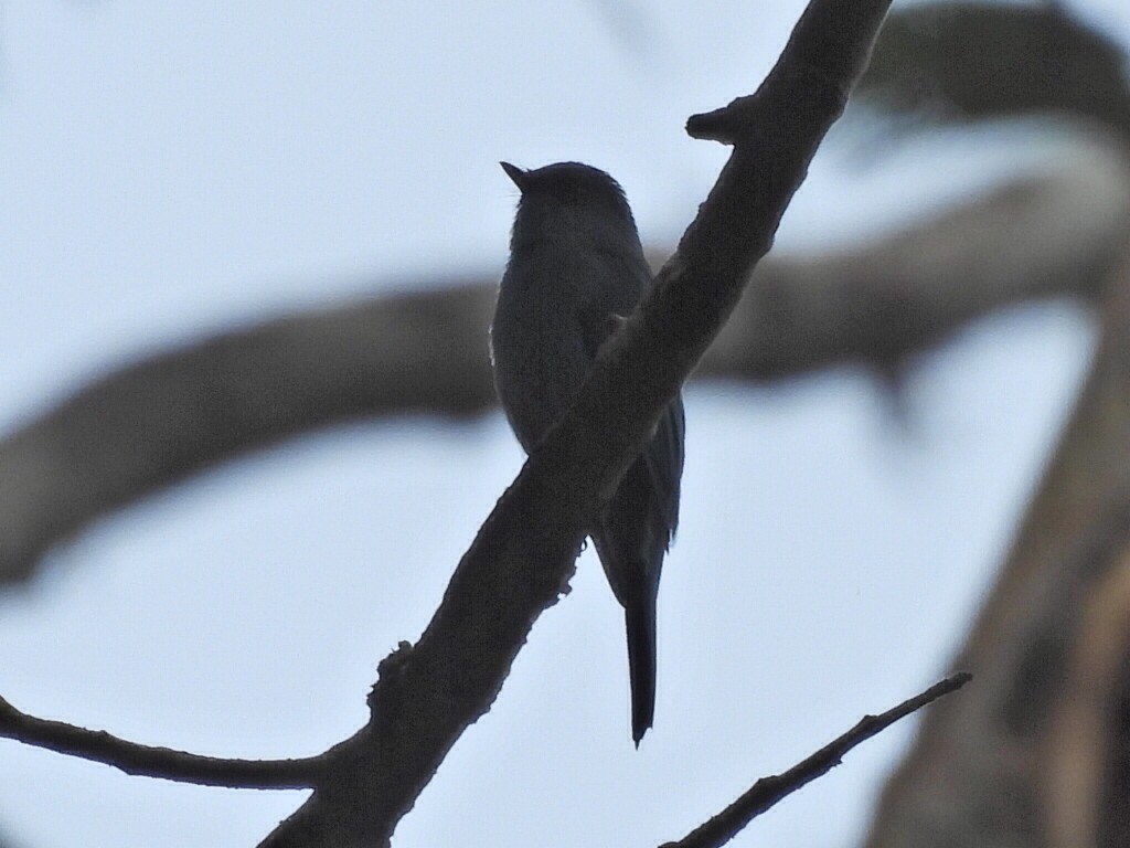 ヒタキサンショウクイ - ML647116184