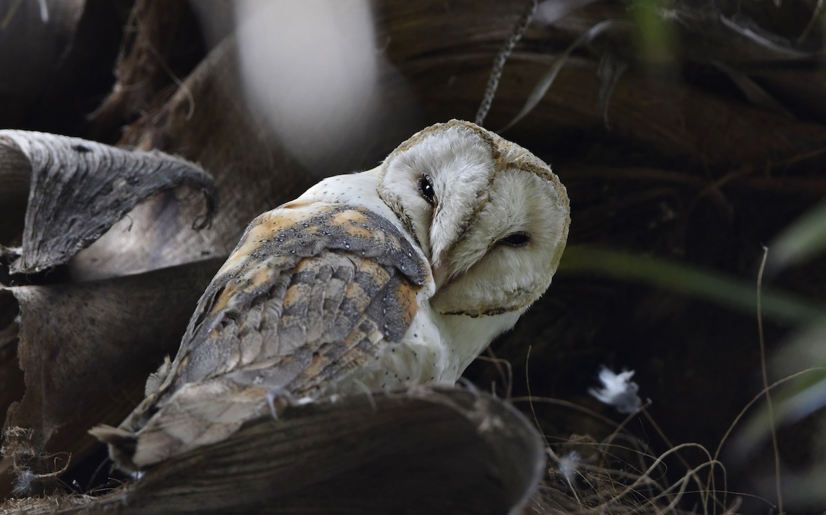 ニシメンフクロウ - ML647116185