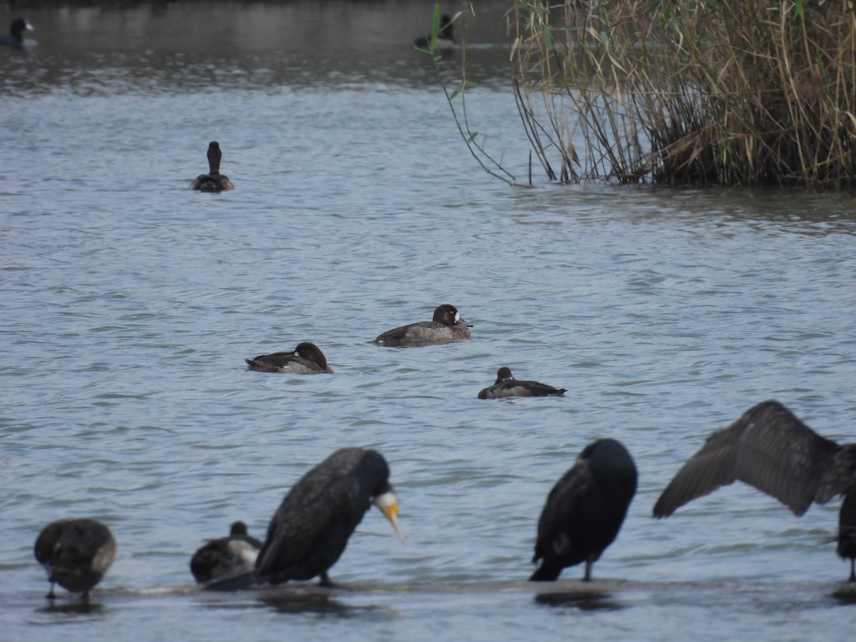 スズガモ - ML647116186