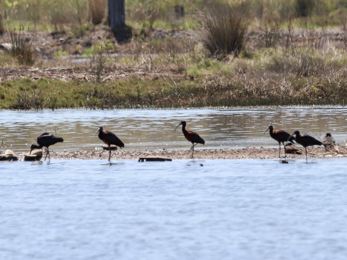 ブロンズトキ - ML647116187