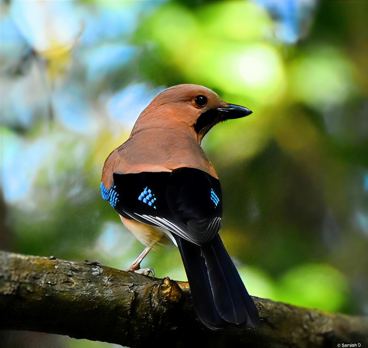 カケス - ML647116190