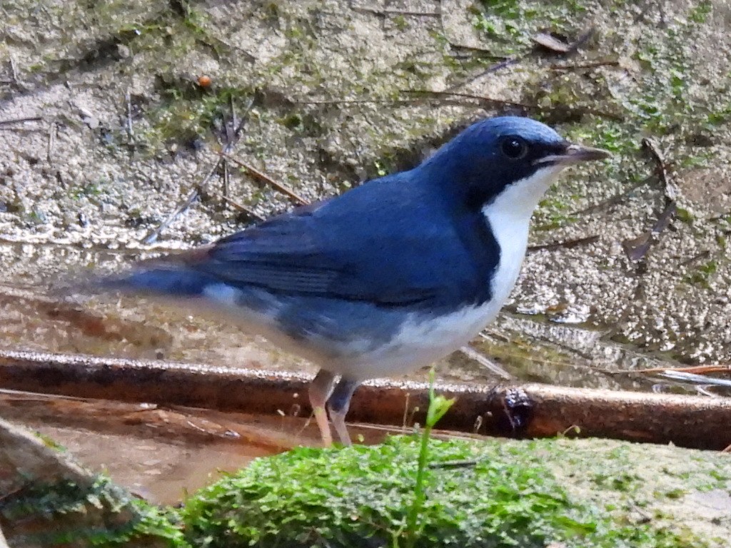 コルリ - ML647116191