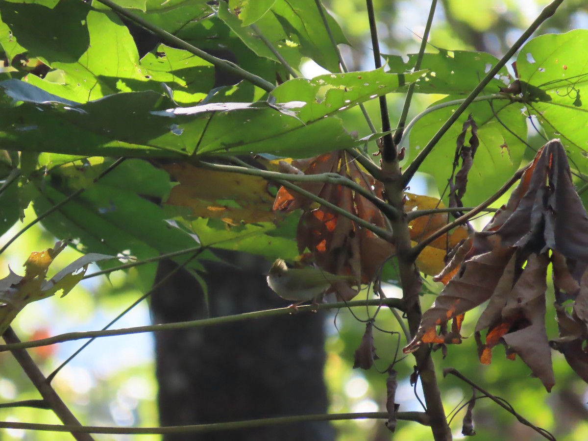 アオチメドリ - ML647116193