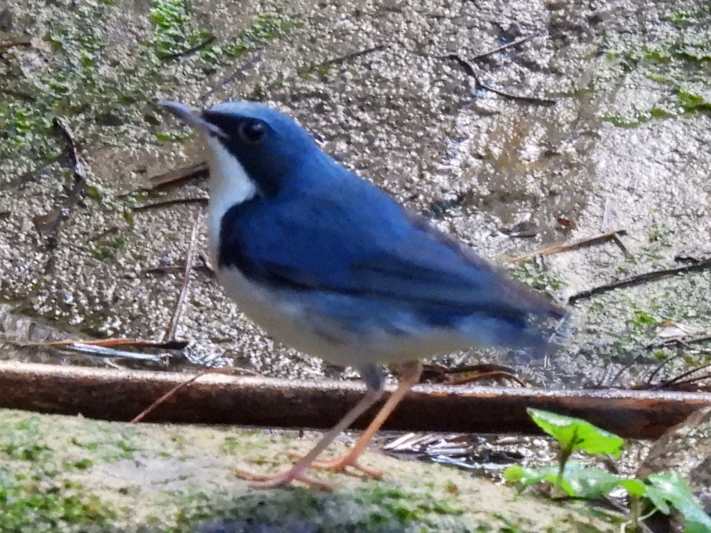 コルリ - ML647116194