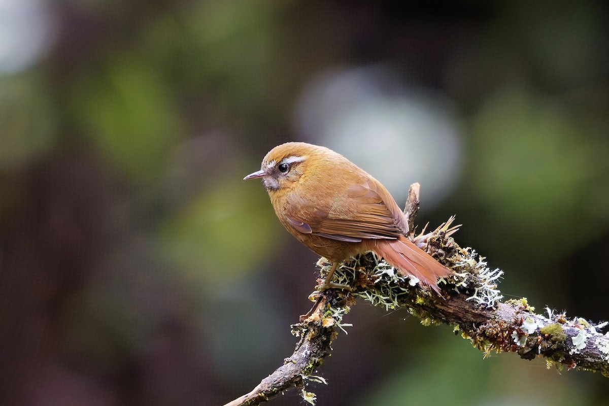 マミジロカマドドリ - ML647116195