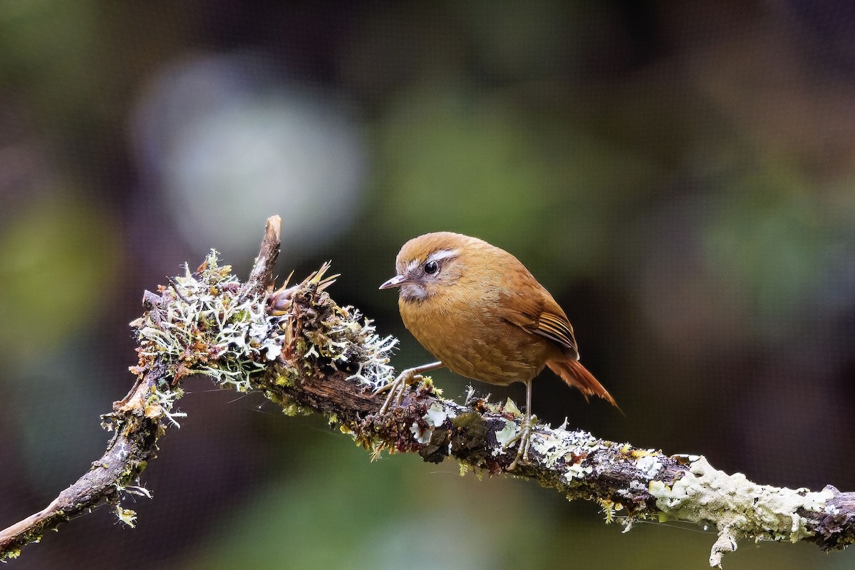 マミジロカマドドリ - ML647116196