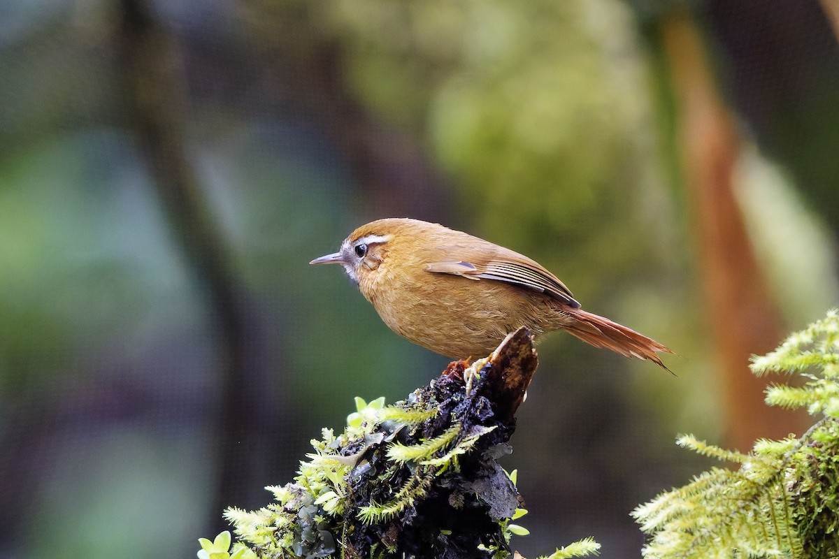 マミジロカマドドリ - ML647116197