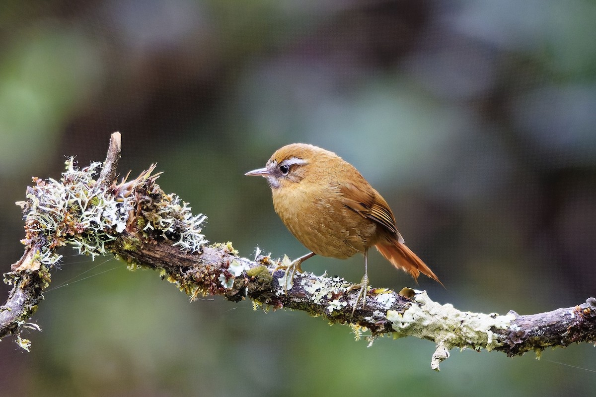 マミジロカマドドリ - ML647116198