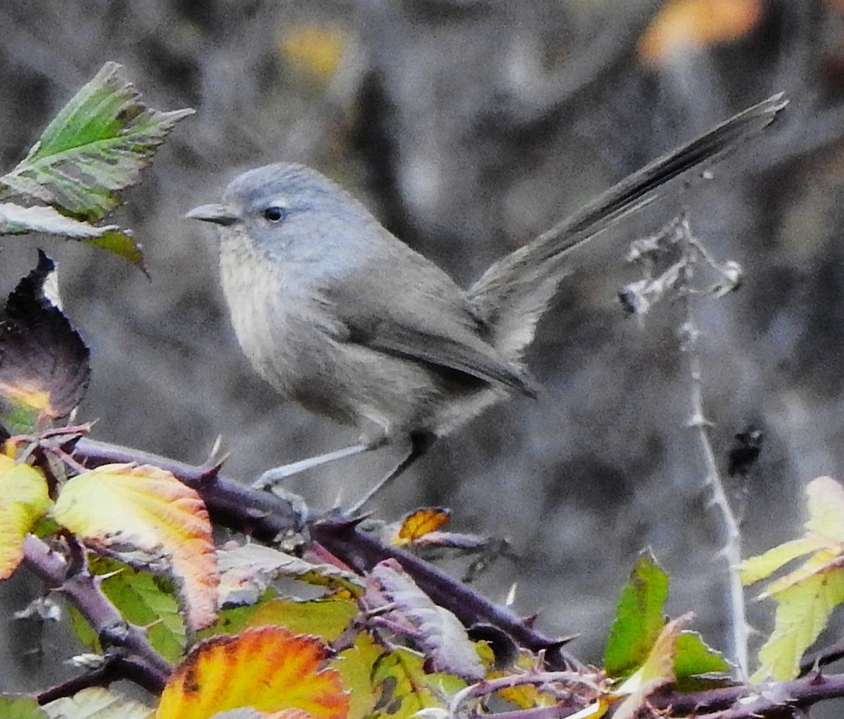 ミソサザイモドキ - ML647116199