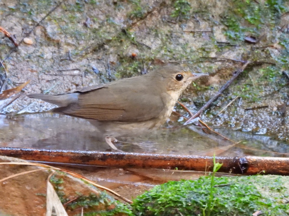 コルリ - ML647116201