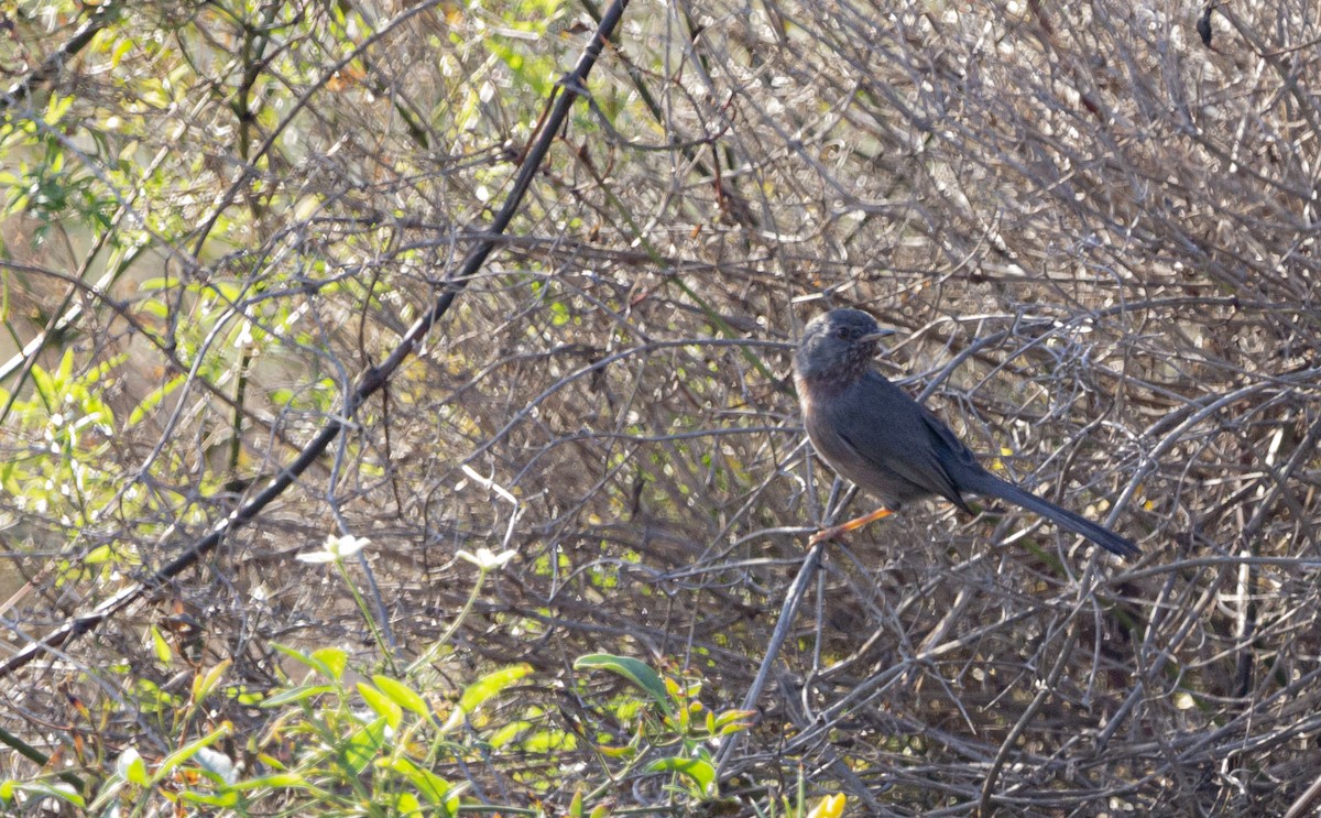 Funda Ötleğeni - ML647116218