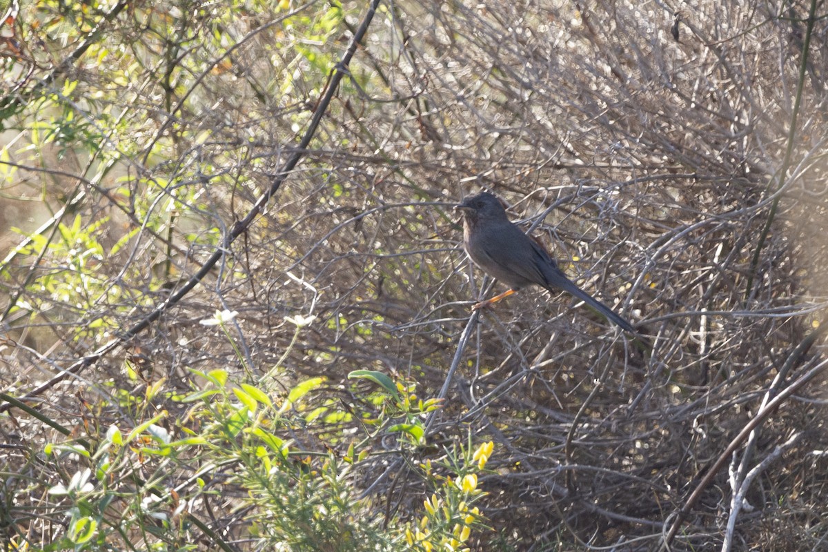 Funda Ötleğeni - ML647116222