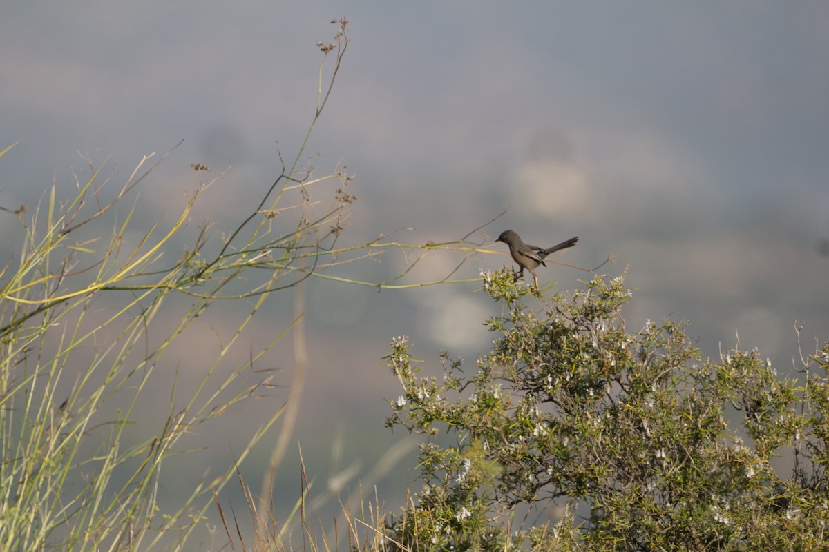 Funda Ötleğeni - ML647116224