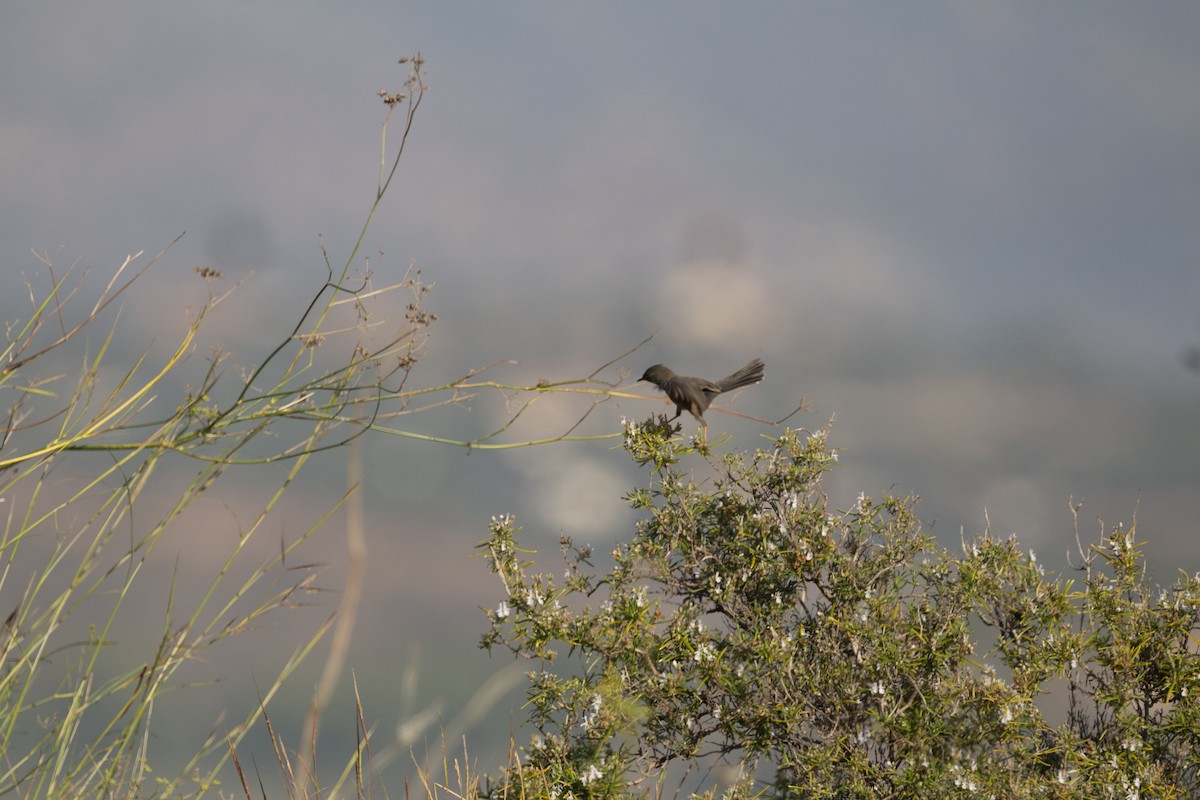 Funda Ötleğeni - ML647116225