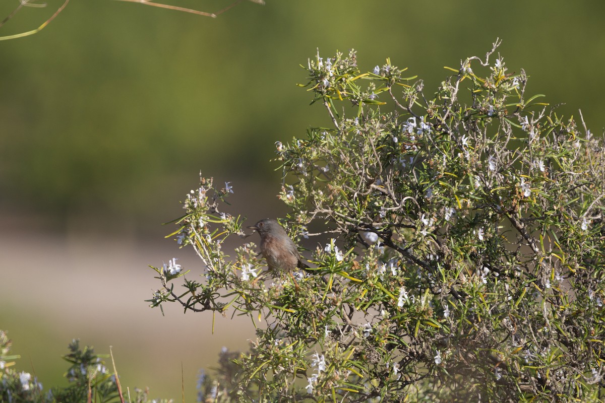 Funda Ötleğeni - ML647116226