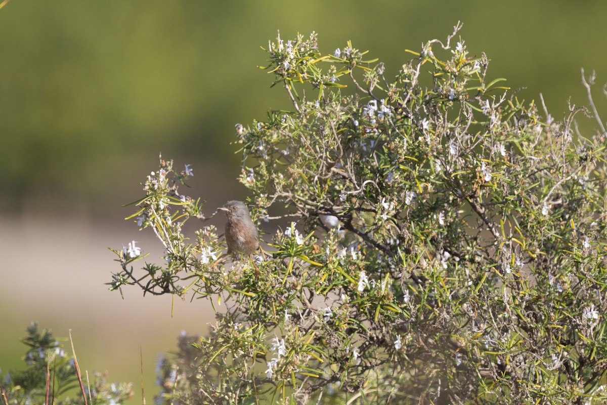 Funda Ötleğeni - ML647116227