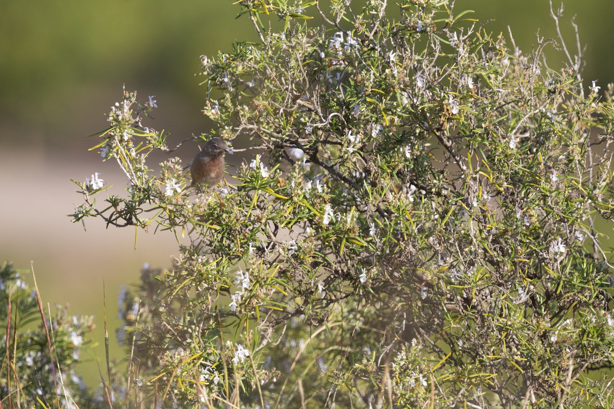 Funda Ötleğeni - ML647116228