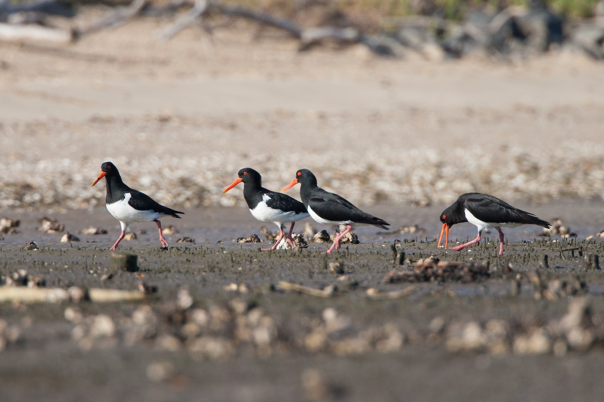 Длинноклювый кулик-сорока - ML647116244