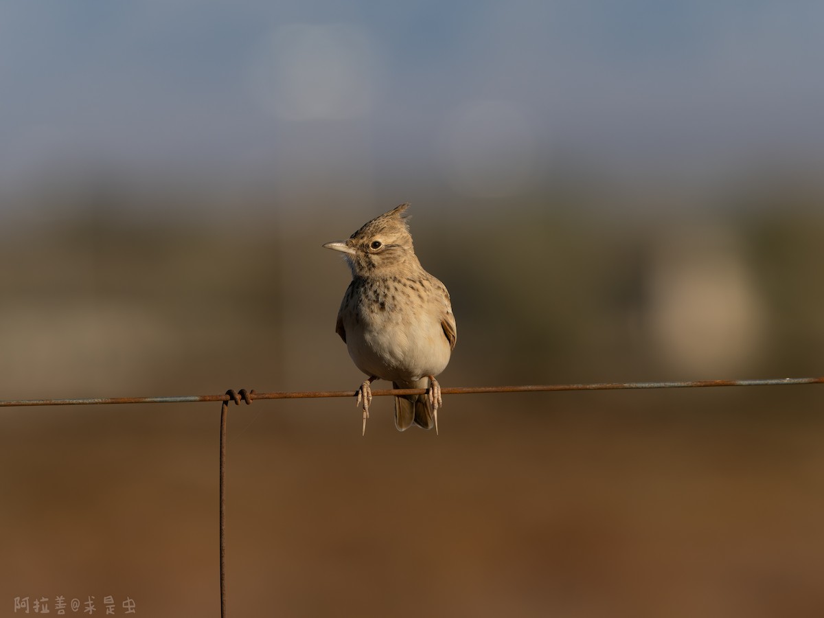 Crested Lark - ML647116246