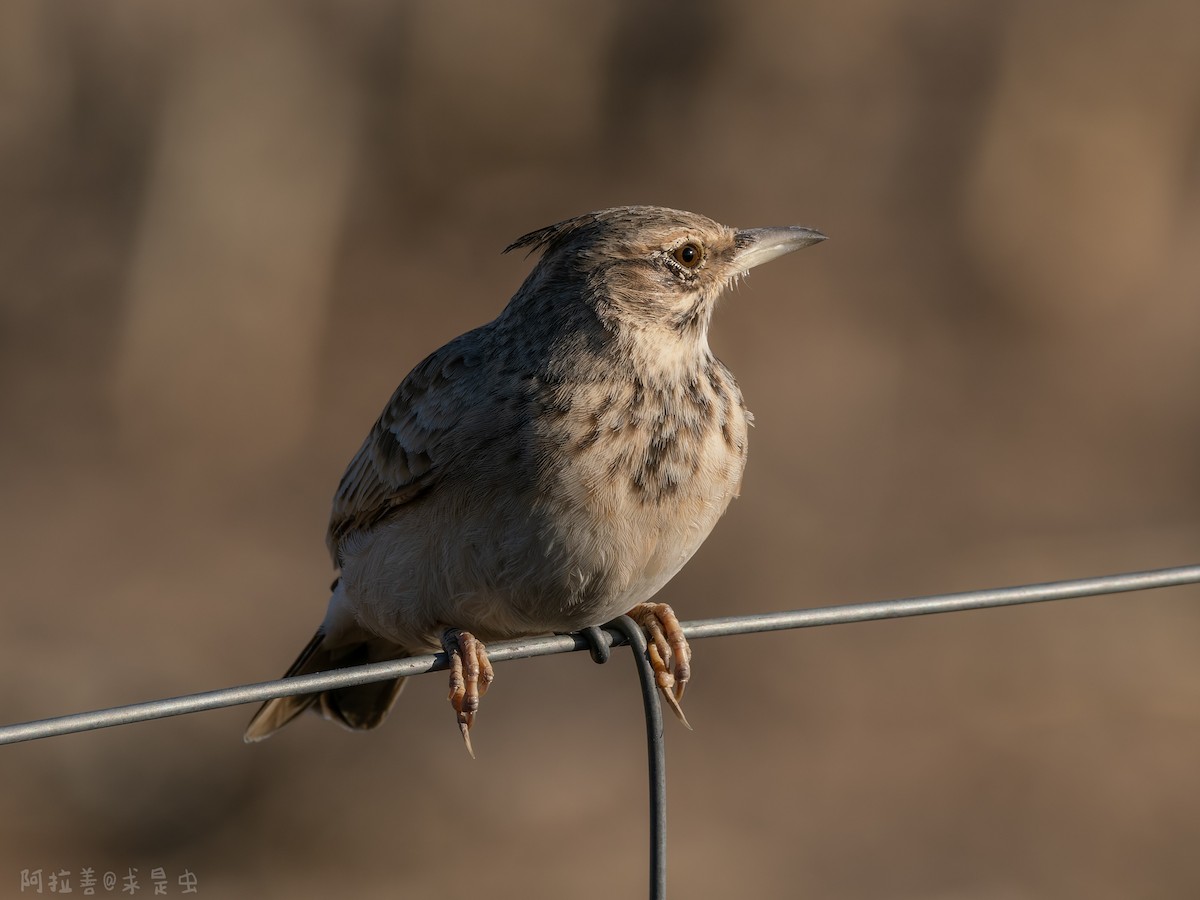 Crested Lark - ML647116247