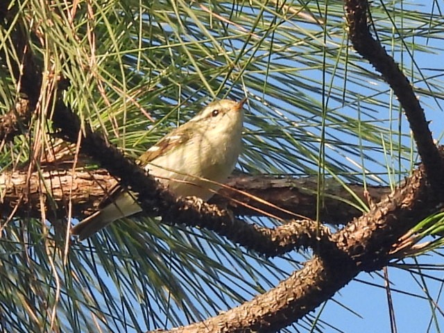 Two-barred Warbler - ML647116257