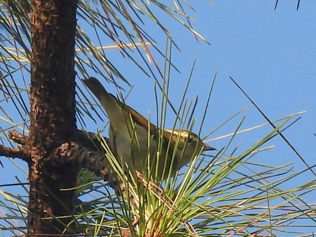 Two-barred Warbler - ML647116263