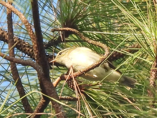 Two-barred Warbler - ML647116264