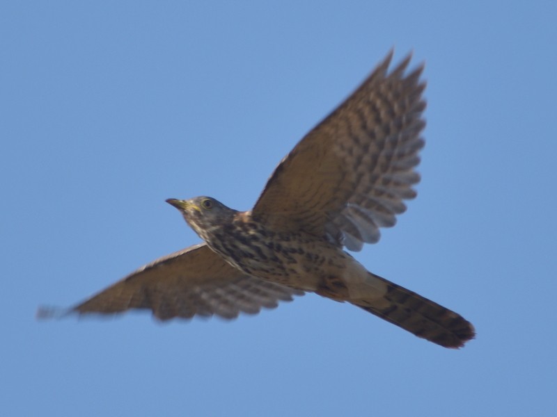 Common Hawk-Cuckoo - ML647116267