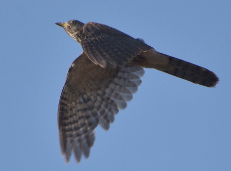 Common Hawk-Cuckoo - ML647116268