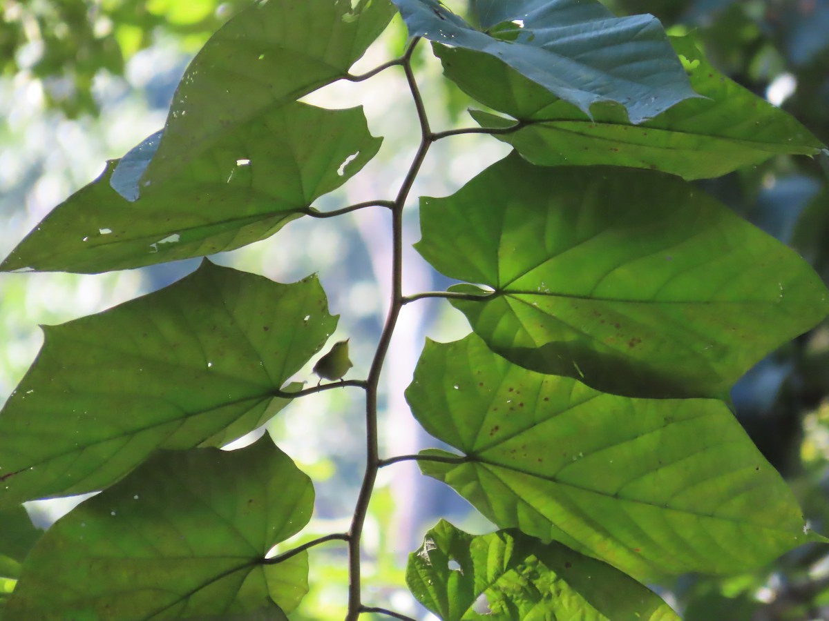 Чернобровая пеночка - ML647116283