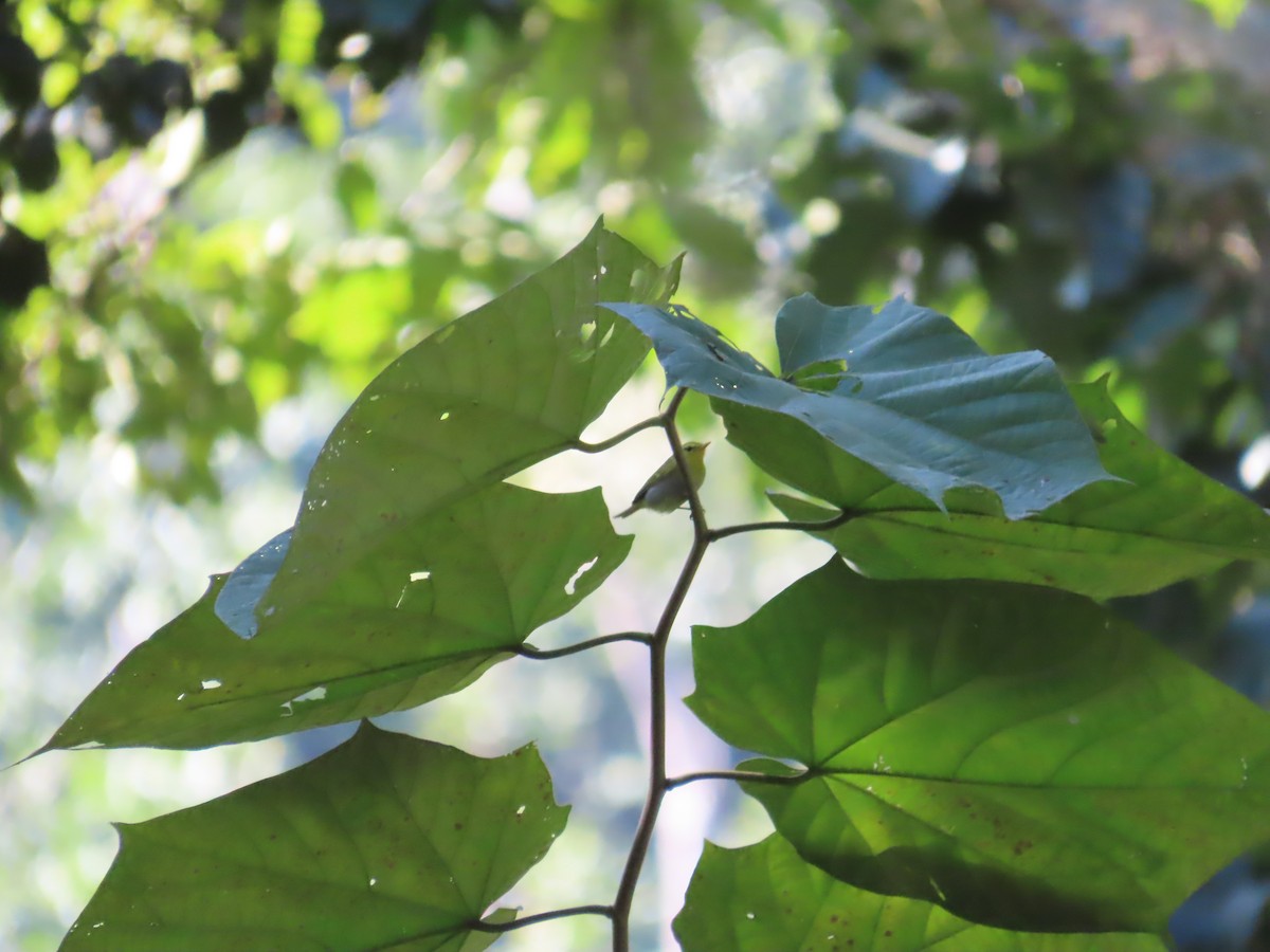 Чернобровая пеночка - ML647116284