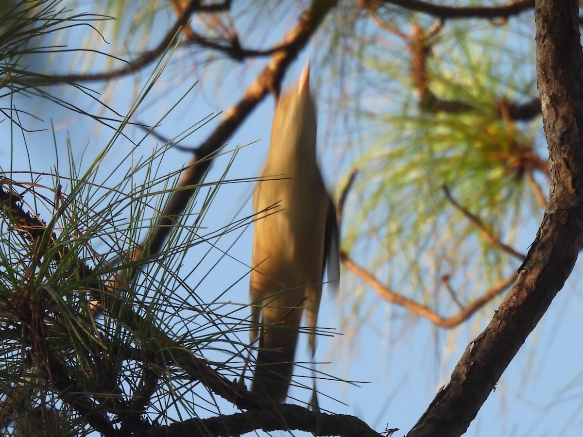 Толстоклювая камышевка - ML647116285