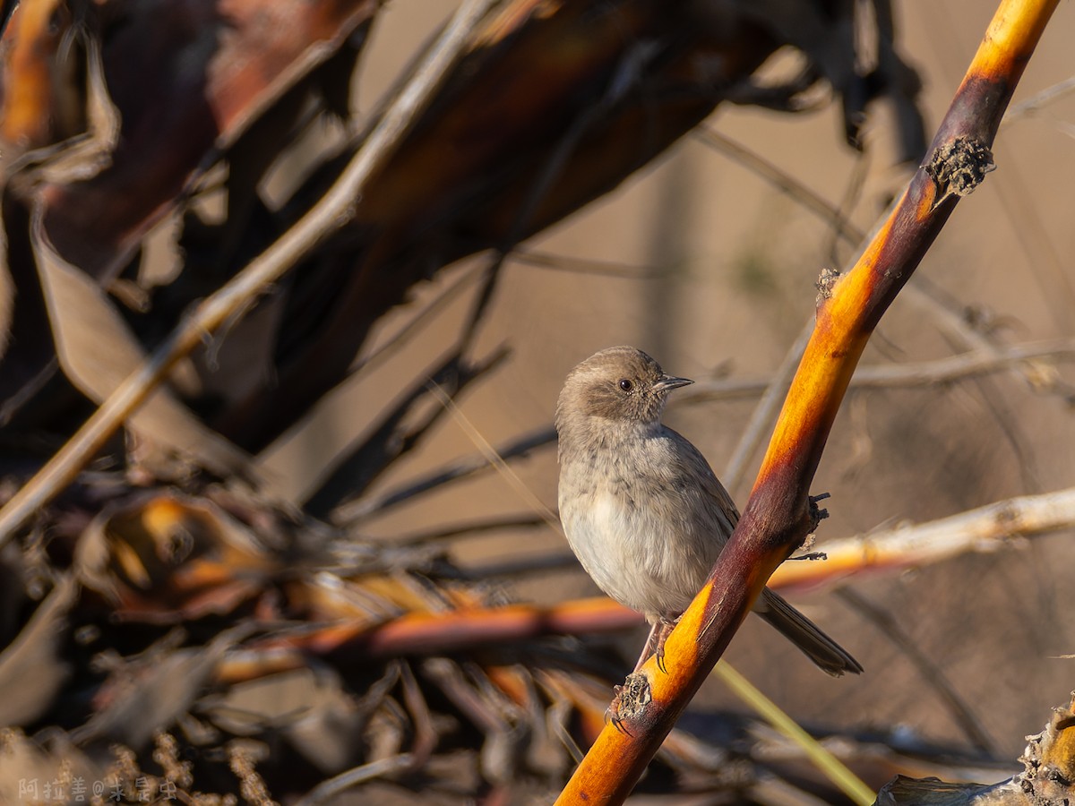 Завирушка Козлова - ML647116286