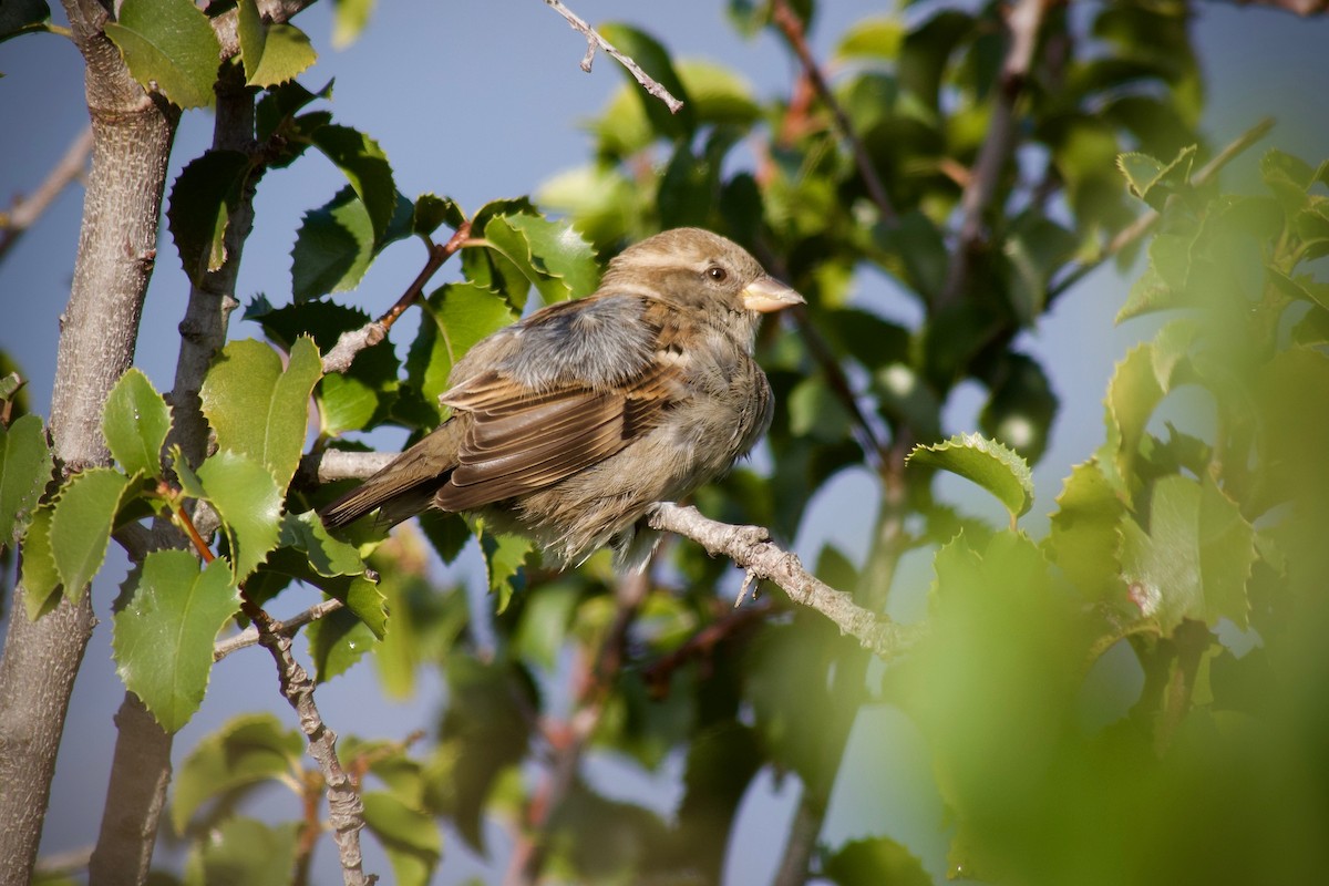 Домовый воробей - ML647116287