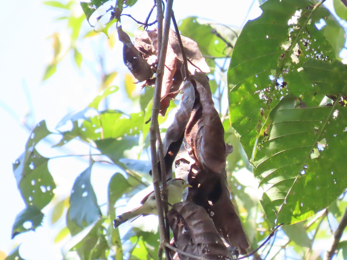 Синекрылый шива - ML647116295