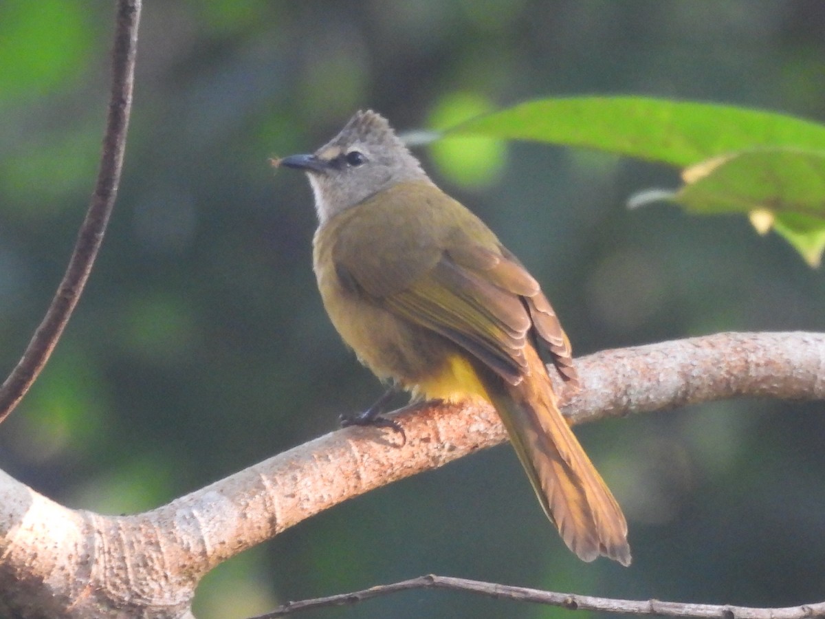 Светлобровый бюльбюль - ML647116300