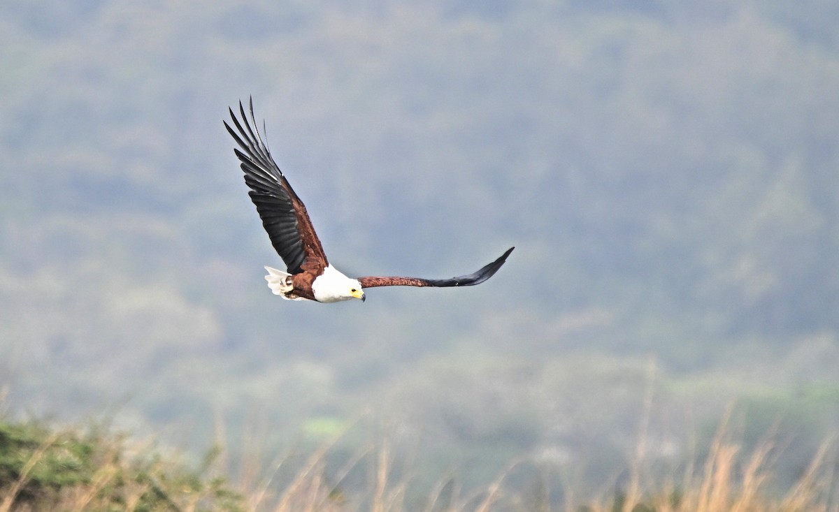 Орлан-крикун - ML647116303